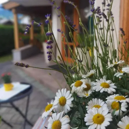 Zell Am 젤암제
